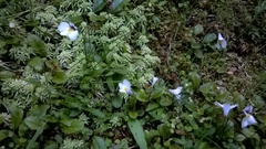 Mazus radicans