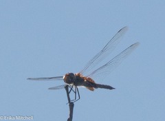 Tramea abdominalis