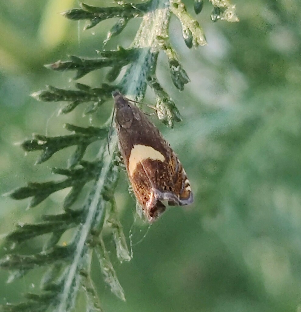 common-drill-from-clark-county-wa-usa-on-july-14-2023-at-07-30-pm-by