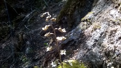 Gastrodia cunninghamii