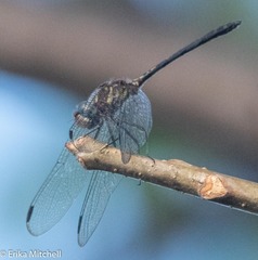 Dythemis