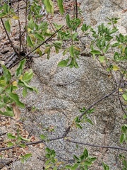 Sceloporus grandaevus