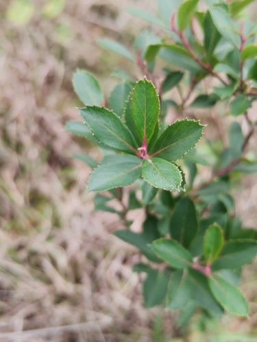 Escallonia megapotamica (Escallonia megapotamica)