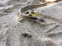 Phimophis guianensis