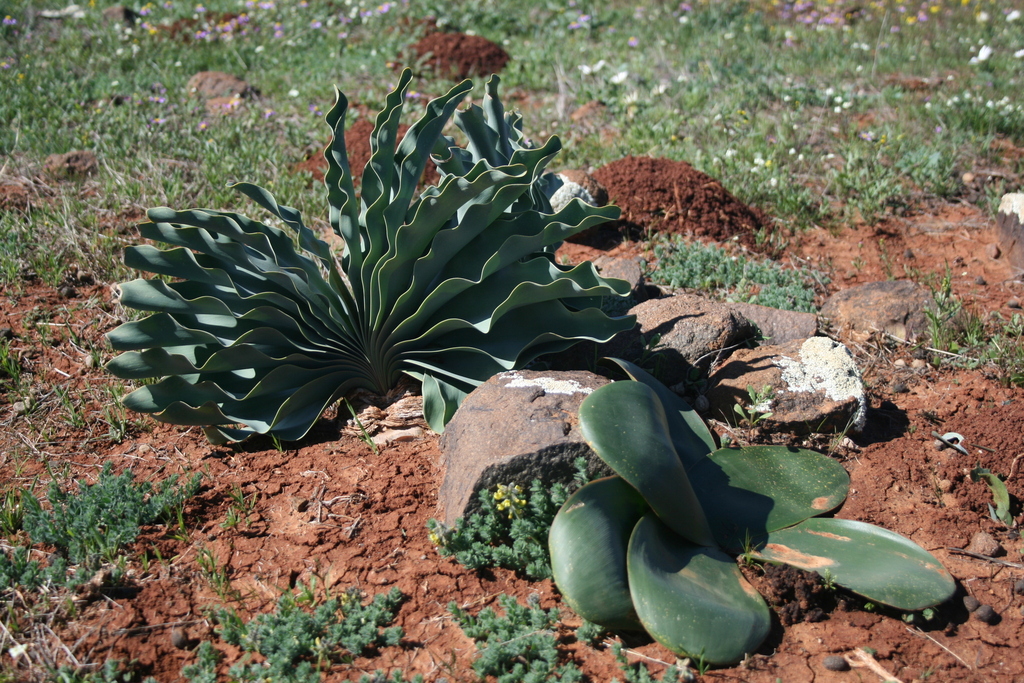 Oxbane Brush Oxbane from Nieuwoudtville, 8180, South Africa on August 15, 2022 ...