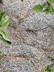 Sceloporus grandaevus
