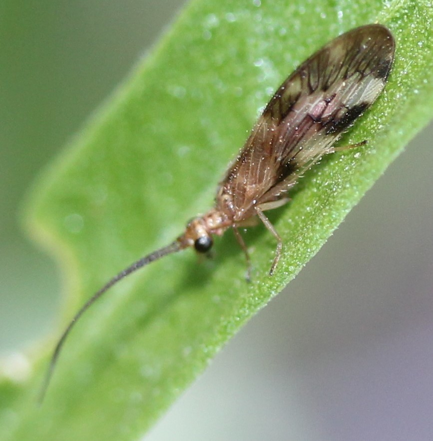 Climacia californica
