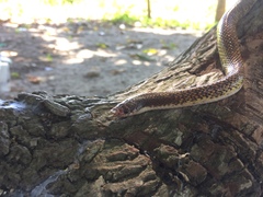 Phimophis guianensis