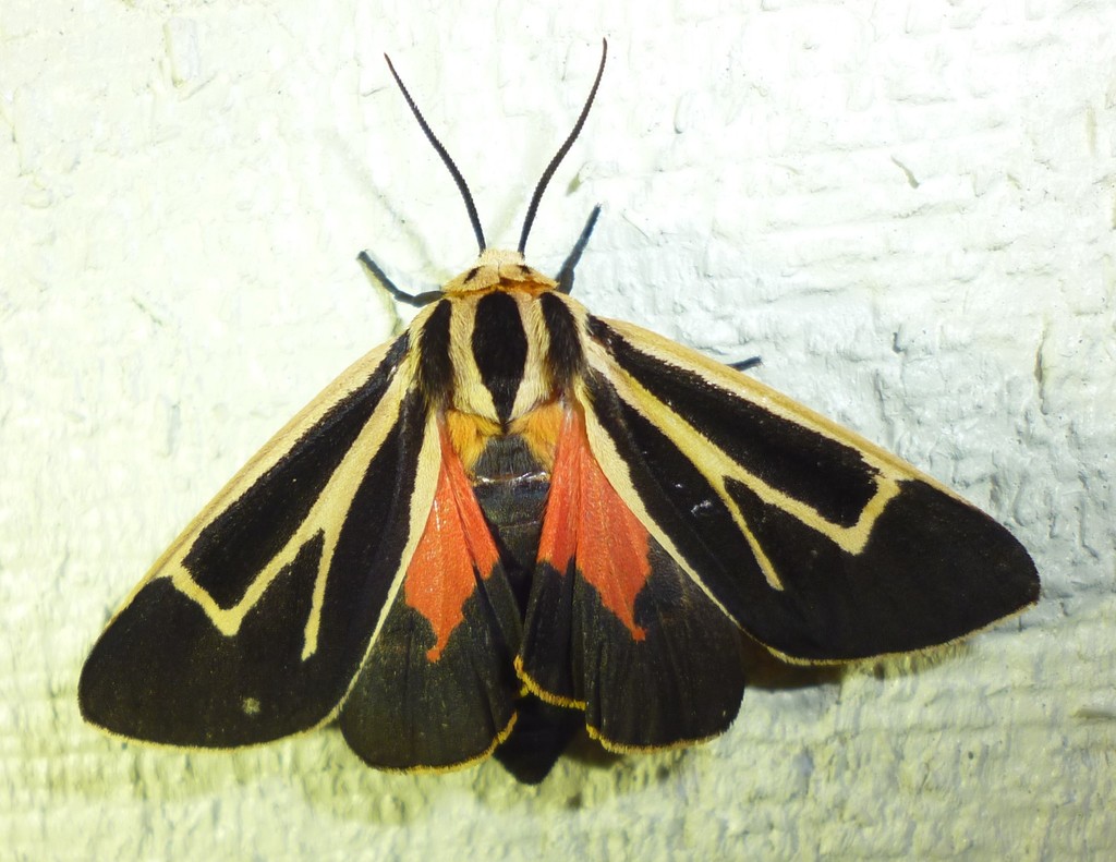Nais Tiger Moth