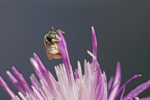 Nomioides minutissimus