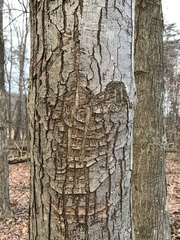 Neonectria ditissima