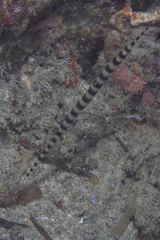 Dunckerocampus dactyliophorus