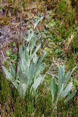 Senecio gunnii