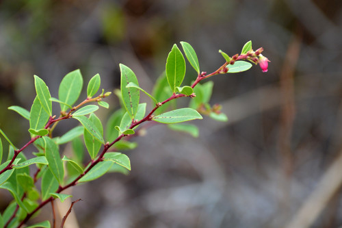 fetterbush lyonia