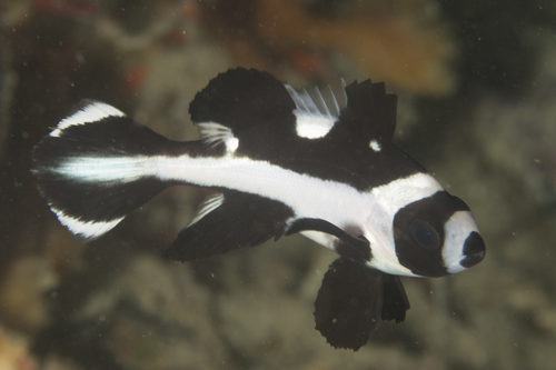 Black-and-white Snapper