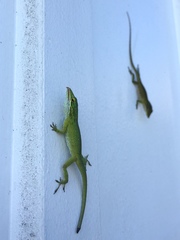 Anolis smaragdinus