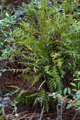 Platycladus orientalis