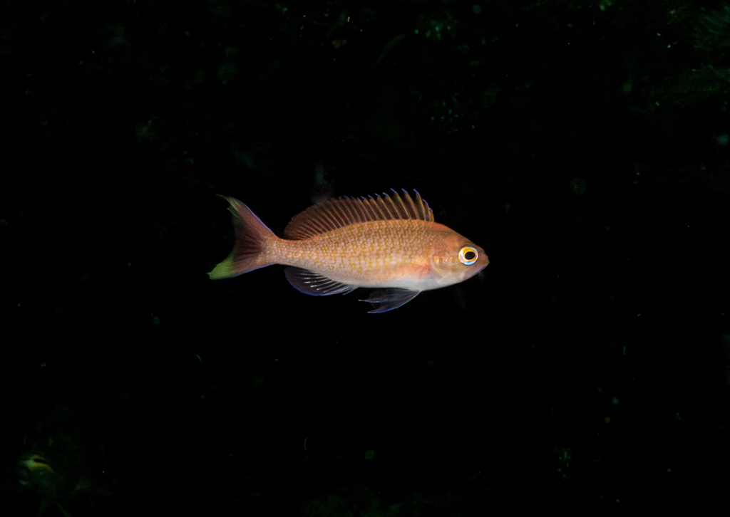 Threadfin bass (Pronotogrammus multifasciatus) — Serranidae