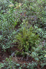 Platycladus orientalis