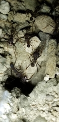 Atta insularis