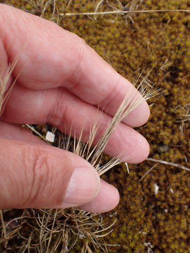 Image of Festuca fasciculata by no rights reserved