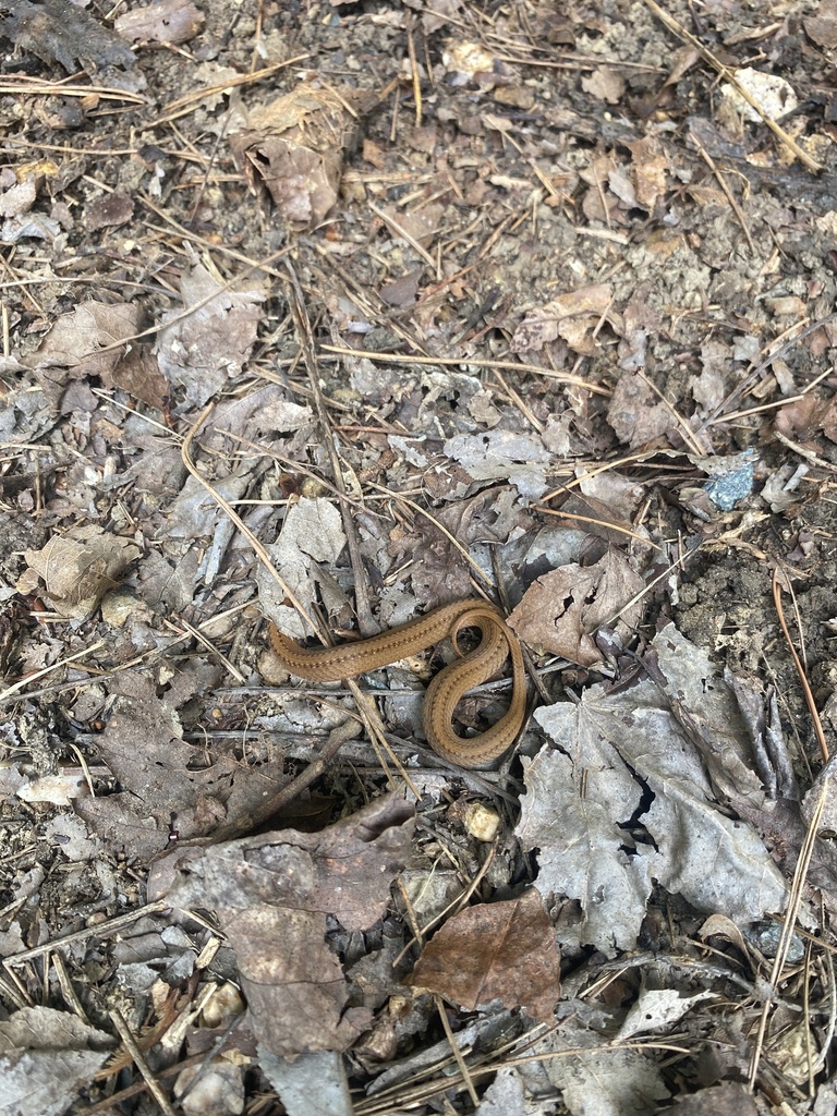 Red-bellied Snake from Margaret Turner Rd, Charlotte, NC, US on July 15 ...