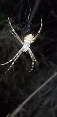 Argiope butchko
