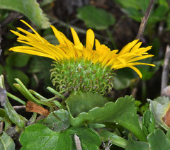 Grindelia stricta platyphylla