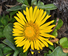 Grindelia stricta platyphylla