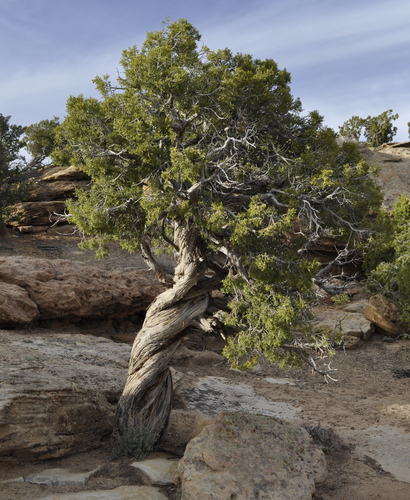 Utah Juniper