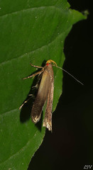 Anacampsis nonstrigella
