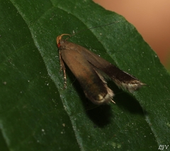 Anacampsis nonstrigella