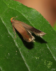 Anacampsis nonstrigella