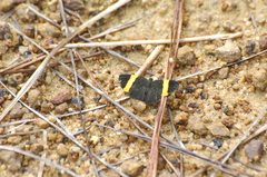 Pirascca tyriotes