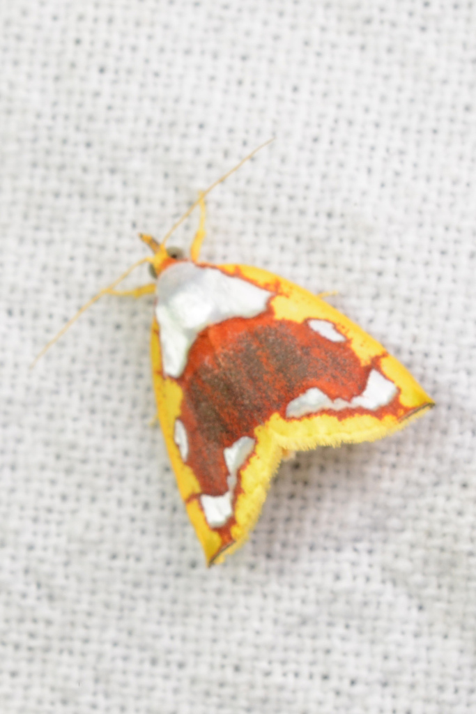 Titulcia argyroplaga