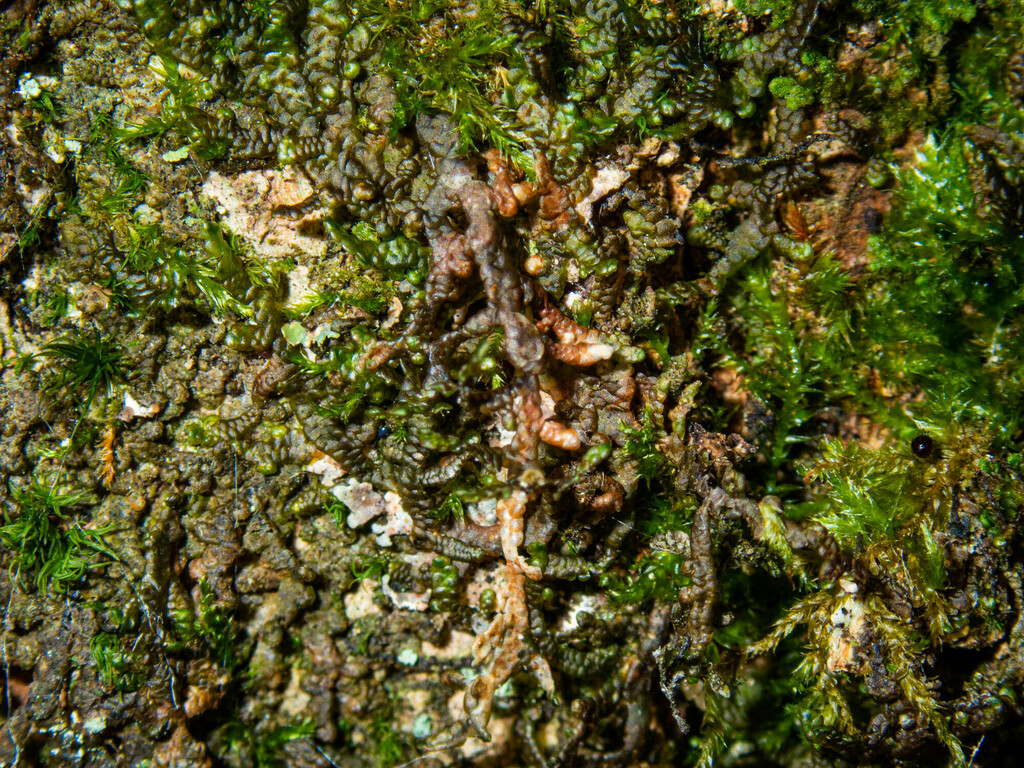 Asa Gray's Scalewort From Hamilton County, NY, USA On July 8, 2023 At 12:24 PM By Erik Danielsen ...