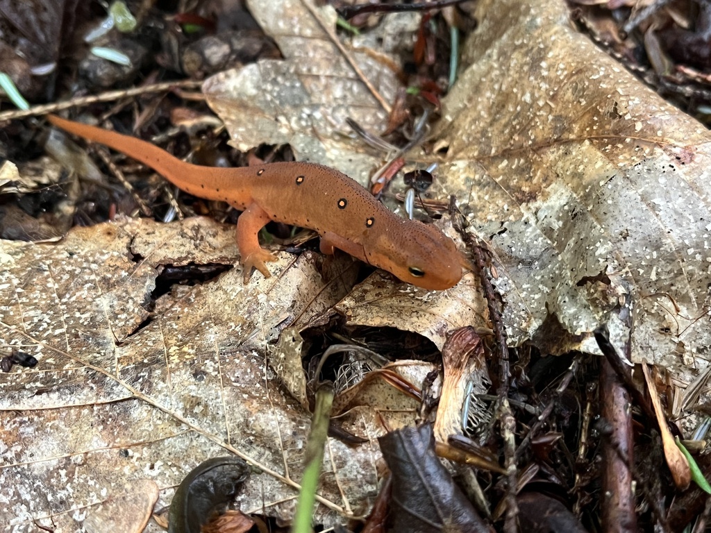 Eastern Newt from Fox Rd, Marcy, NY, US on July 15, 2023 at 0823 AM by