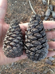 Pinus brutia eldarica