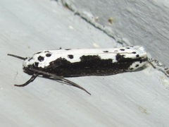 Ethmia semilugens