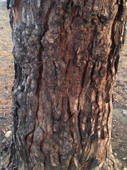 Pinus brutia eldarica