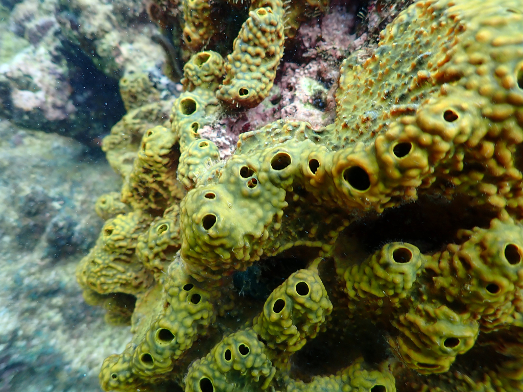 Pitted Sponge