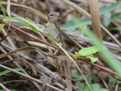 Pondichéry Fan Throated Lizard