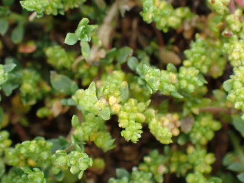 Herniaria ciliolata, photograph 4