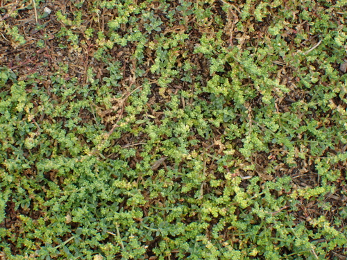Herniaria ciliolata, photograph 5