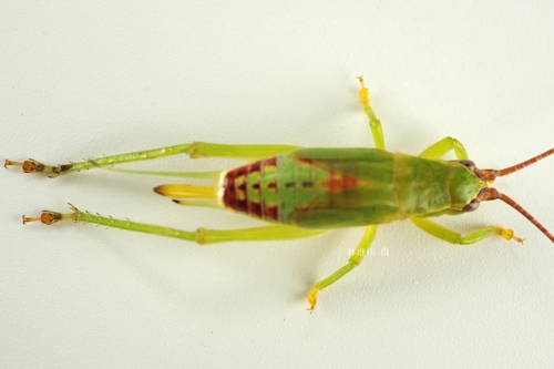 Green Tree Cricket