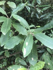 Brachylaena glabra