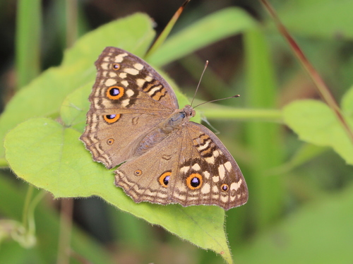 Lemon Pansy photo 5