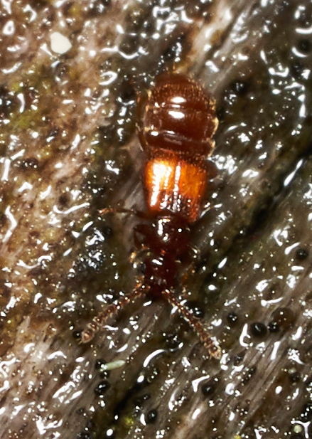 Sonoma humilis