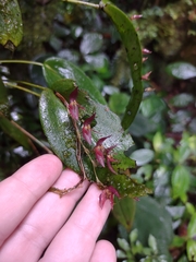 Pleurothallis rowleei image