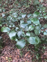 Psydrax capensis